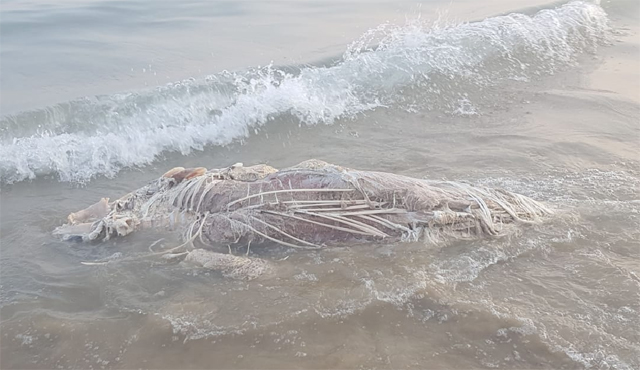 Determinan que es un atún el cadáver de animal marino hallado en la Playa del Cura 6