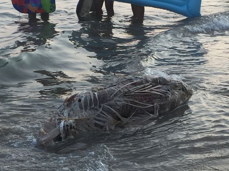 El cadáver de un animal marino aparece en la Playa del Cura 6