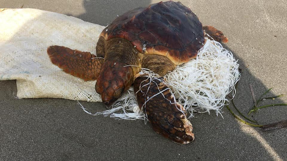 El plástico en el mar daña a una tortuga boba hallada en Playa Flamenca 6