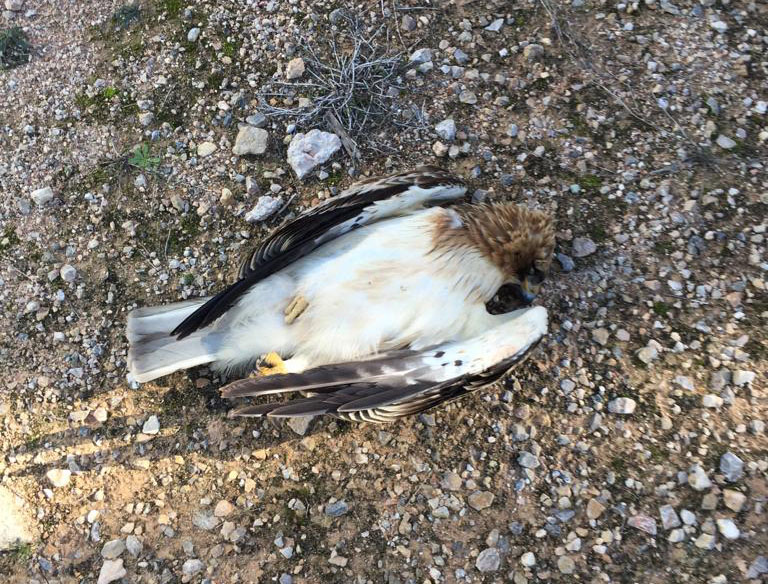El SEPRONA investiga la muerte de tres águilas en la sierra de Benejúzar