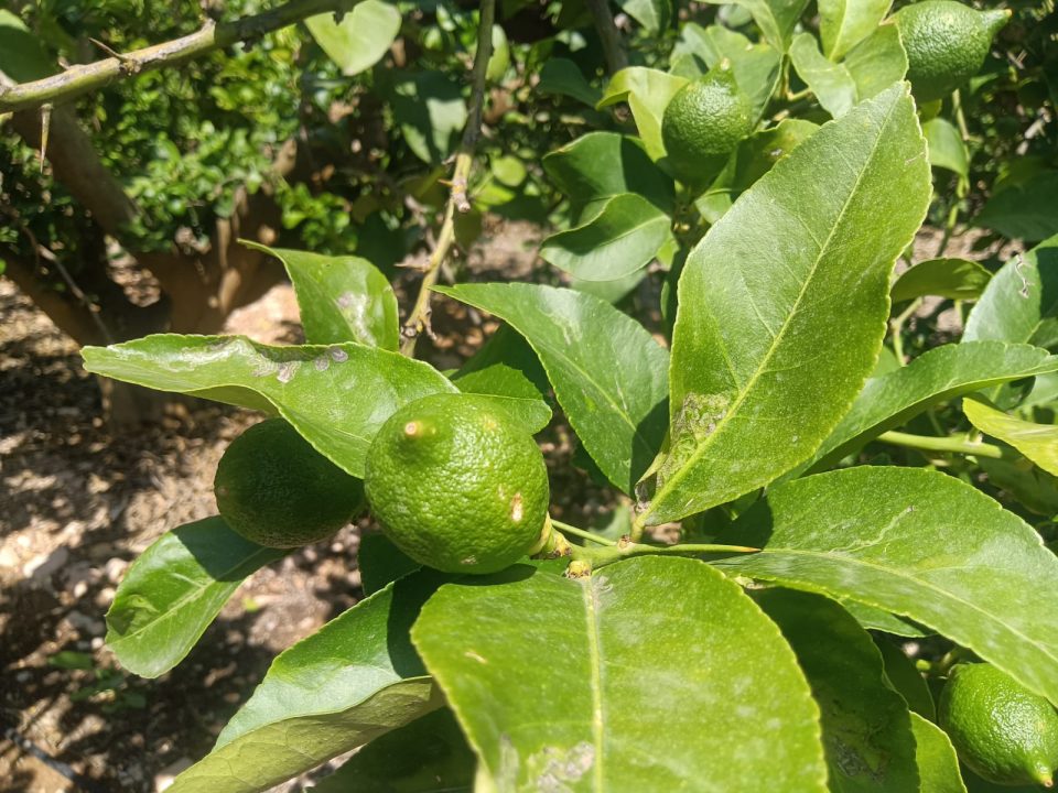 Daños en un limonero en Orihuela tras las inclemencias meteorológicas de mayo