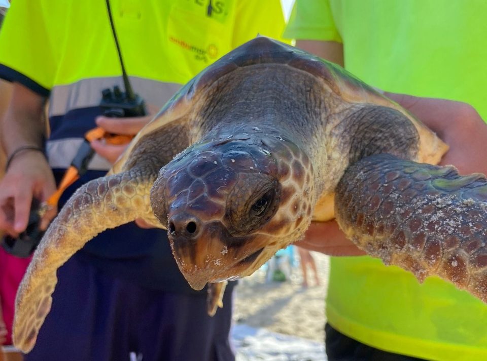 Hallan una tortuga boba enmarañada en plásticos en la playa Jesuitas de Pilar de la Horadada
