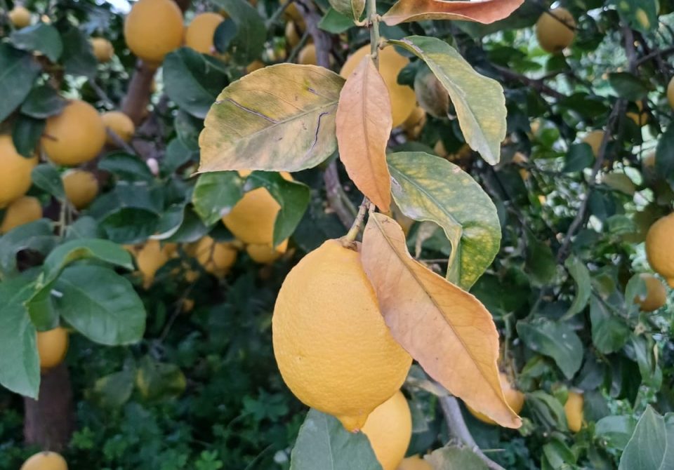 Limón afectado por las heladas de enero