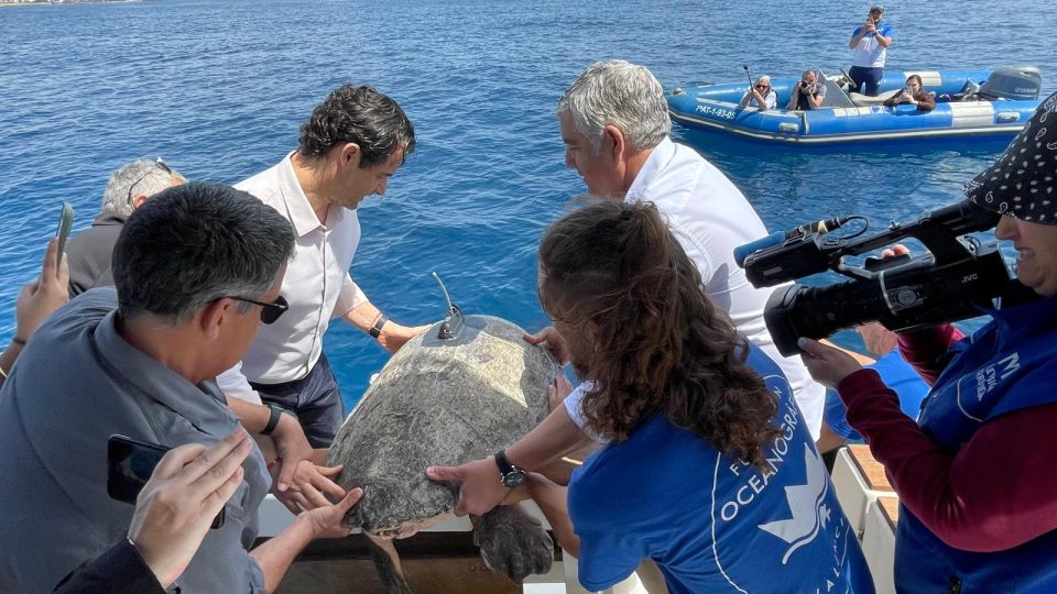 nuca tortuga