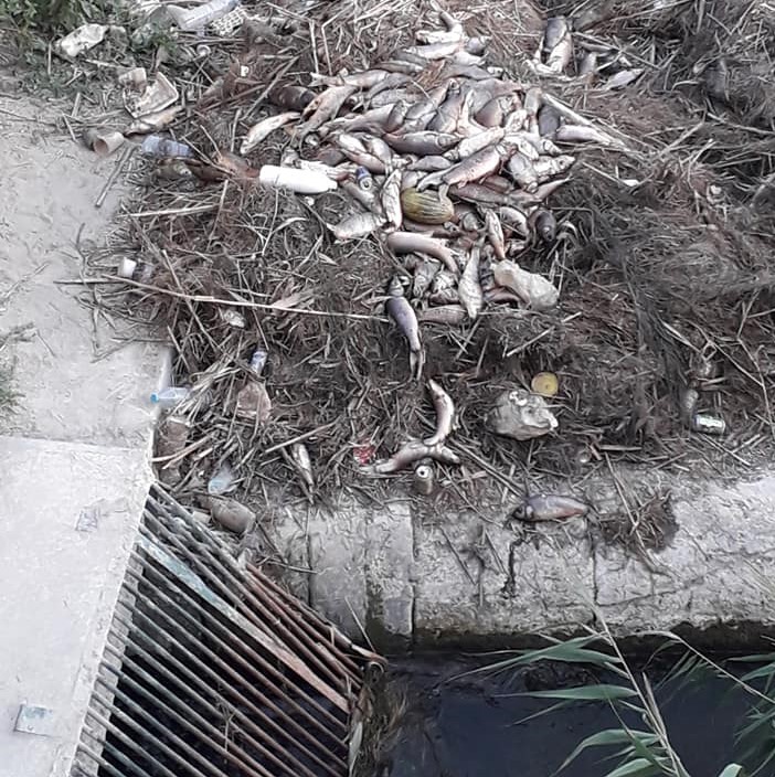 Aparecen cientos de peces muertos en el Azud de Alfeitamí 6