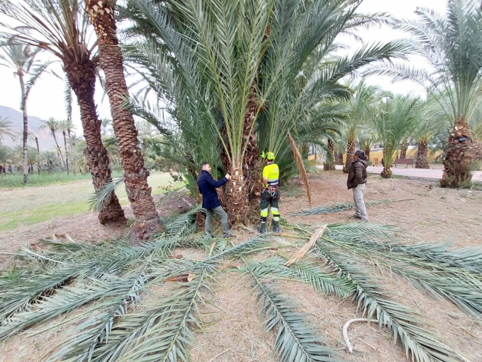 Orihuela inicia los trabajos de escarda y descarga de palmeras municipales en los centros educativos del Palmeral 6