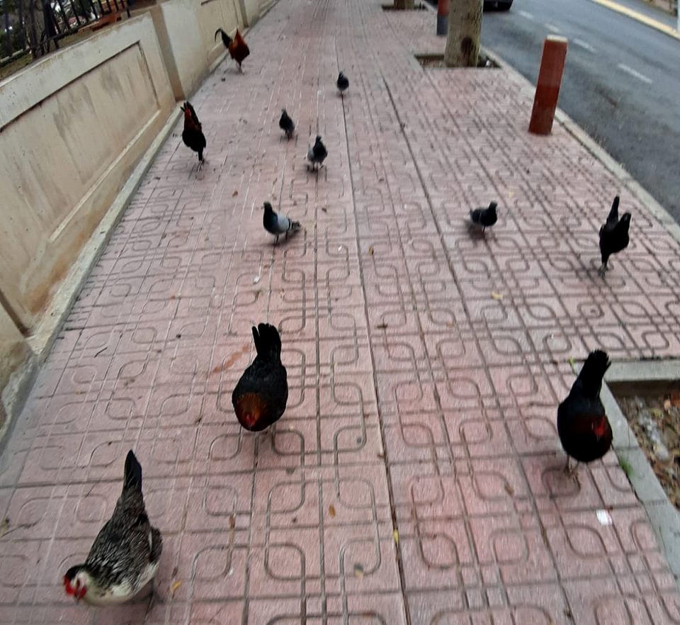 Las aves del Parque de las Naciones de Torrevieja abarrotan las calles en busca de comida 6
