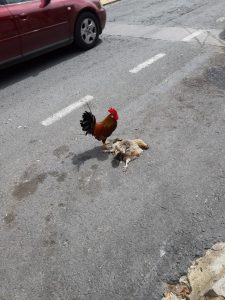 Las aves del Parque de las Naciones de Torrevieja abarrotan las calles en busca de comida 7