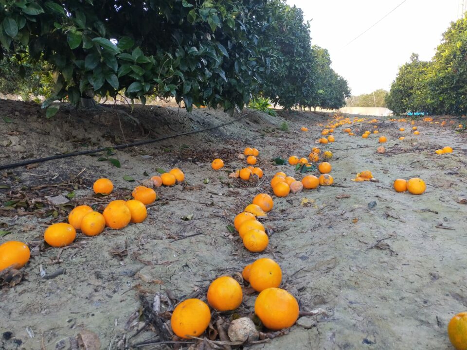 Pérdidas de unos 50 millones de euros en la campaña de la naranja en la provincia 6