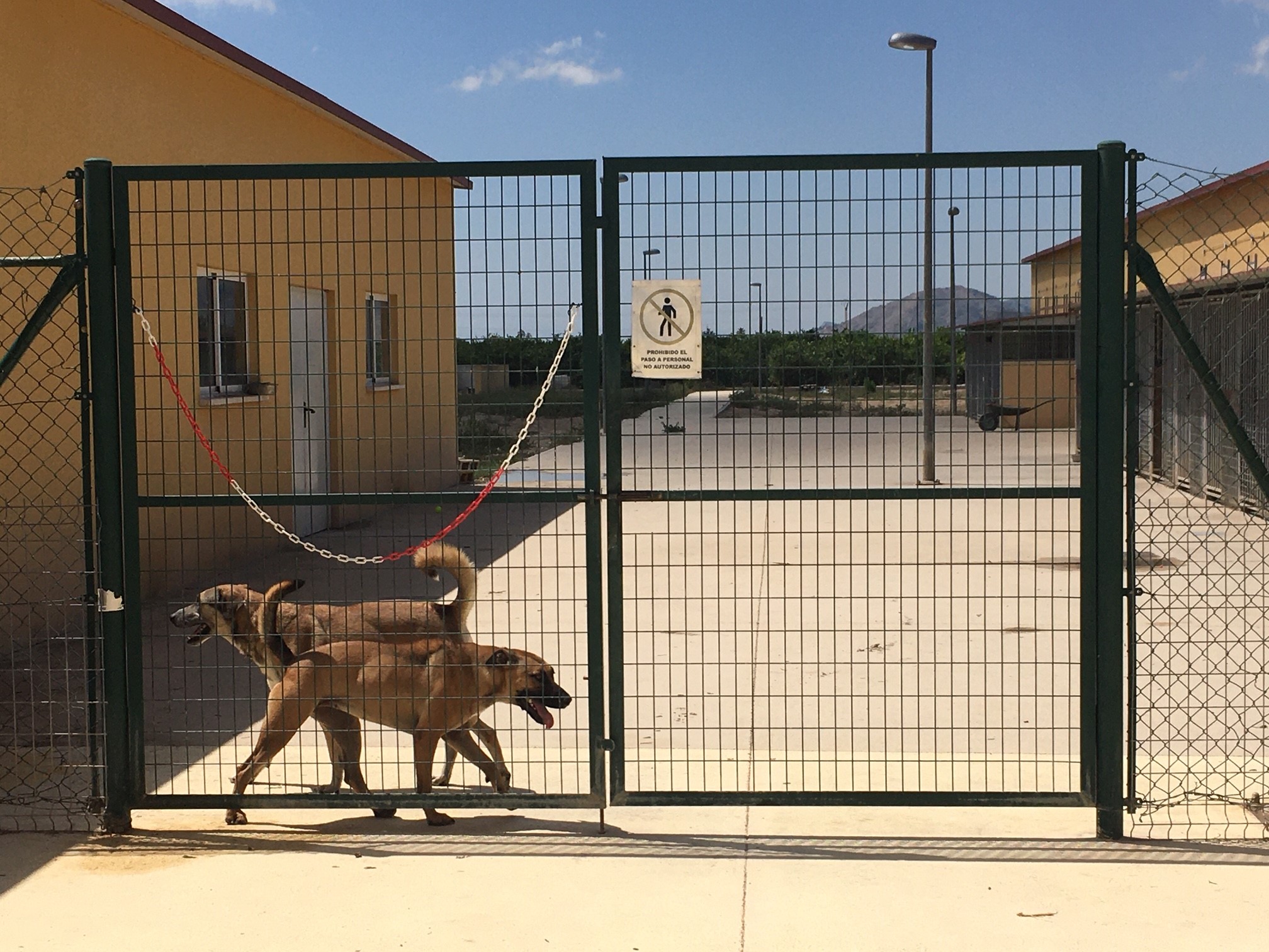 Orihuela contará con un parque canino - agility - Ayuntamiento de Orihuela  : Ayuntamiento de Orihuela