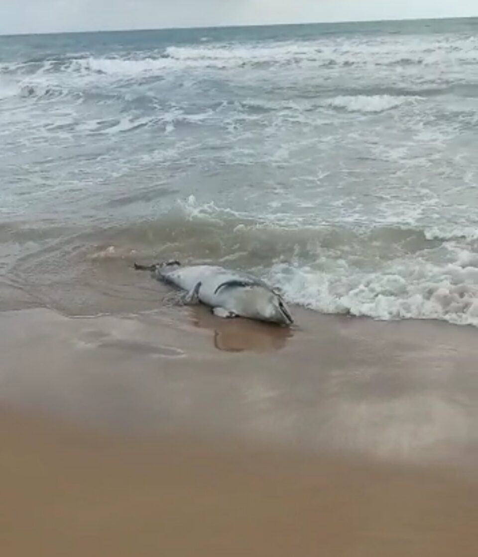 Localizado un delfín muerto en la playa de Guardamar del Segura 6