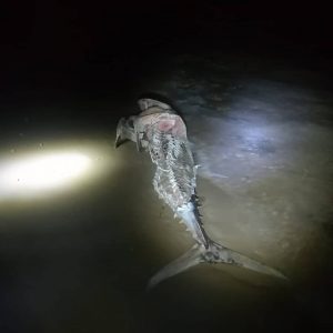 El cadáver de un atún aparece en una playa de Pilar de la Horadada 7