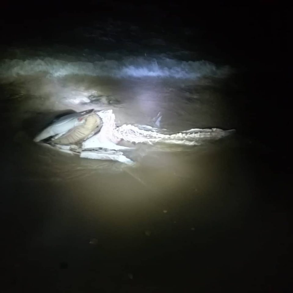El cadáver de un atún aparece en una playa de Pilar de la Horadada 6