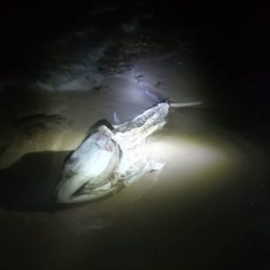 El cadáver de un atún aparece en una playa de Pilar de la Horadada 8