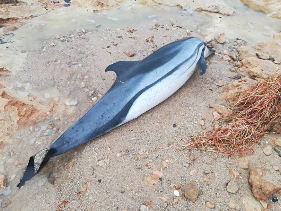 Hallan un delfín varado en Torrevieja 6