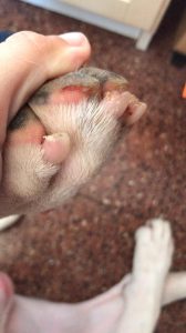 Una de las heridas que ha sufrido un perro al acceder a la playa canina