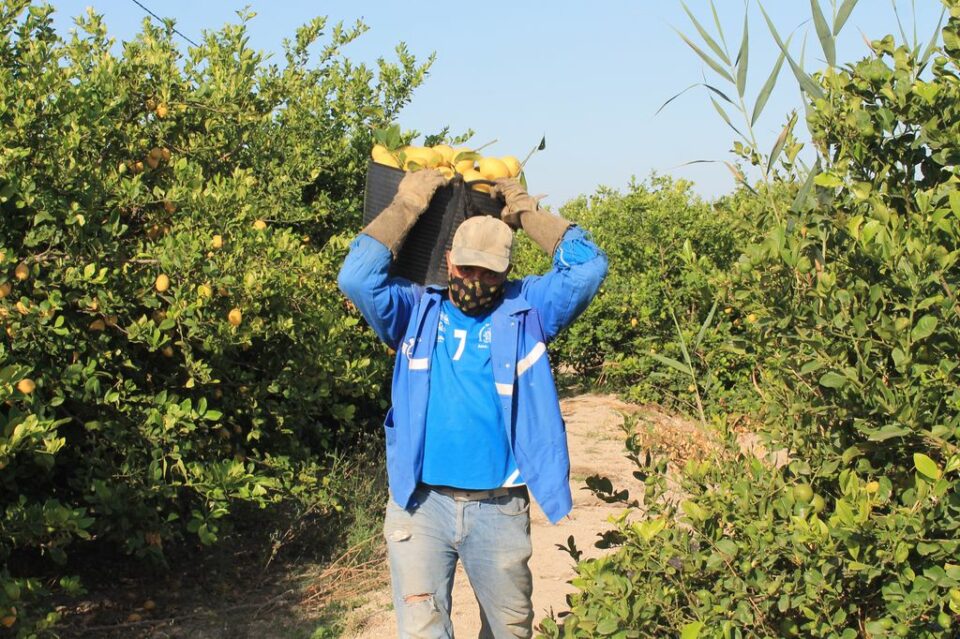 ASAJA denuncia prácticas desleales de empresas para llevarse la fruta recolectada “gratis” 6
